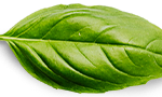 Women Ministry basil leaf.png